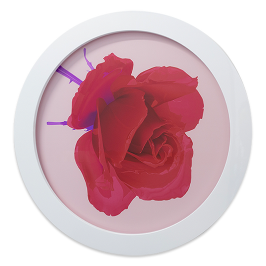 Red Rose Blush, Glass, 2023, Edition 1/10, 2 A.Ps